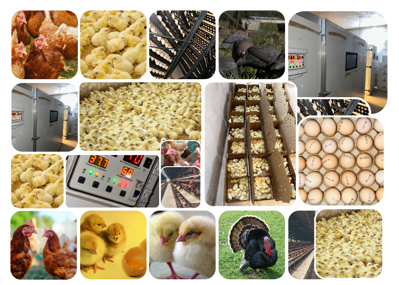 Poussin dans les mains